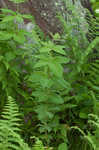 Whorled yellow loosestrife